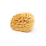 ΦΥΣΙΚΟ ΣΦΟΥΓΓΑΡΙ ΤΕΧΝΟΤΡΟΠΟΙΩΝ