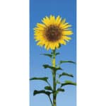 ΔΙΑΦΟΡΕΣ ΦΩΤΟΤΑΠΕΤΣΑΡΙΕΣ 2 ΤΕΜΑΧΙΩΝ